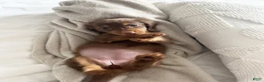 Miniature Dachshund Puppy 1