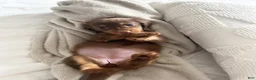 Miniature Dachshund dogs for sale: Miniature Dachshund Puppy 1 - Ad 1
