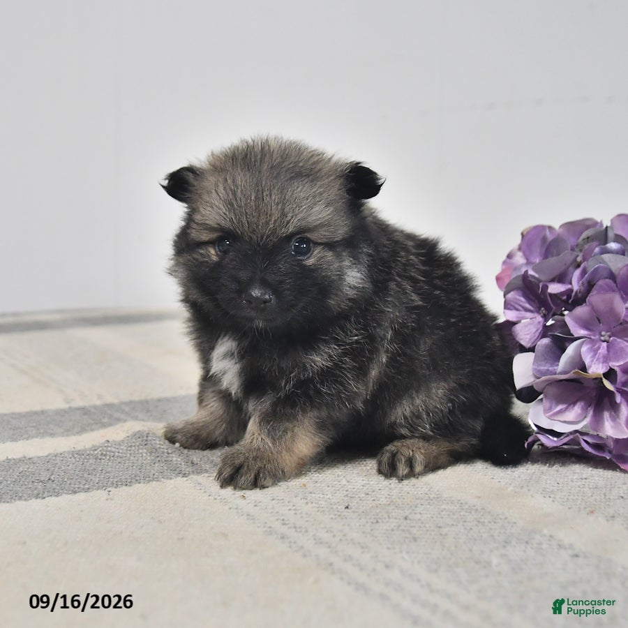 Pomeranian dogs Darien - Ad 2