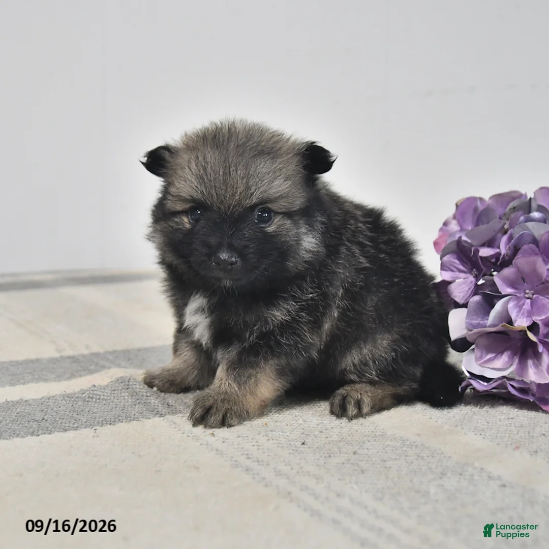 Pomeranian dogs for sale: Darien - Ad 2