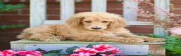 Standard Poodle dogs for sale: Michief - Ad 3