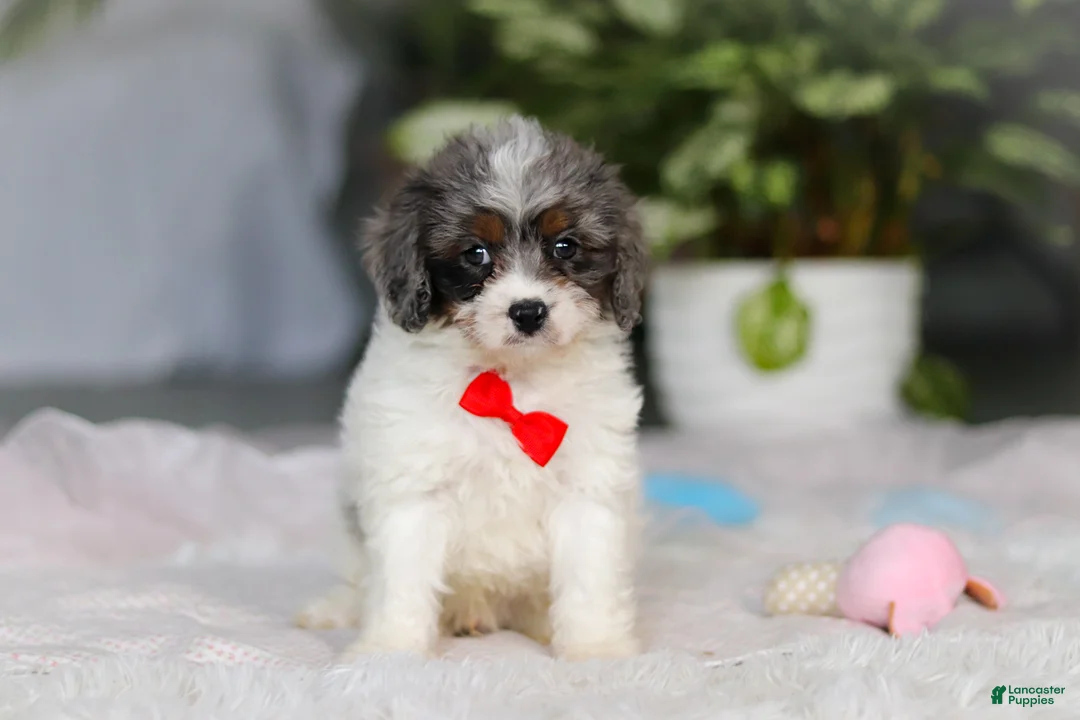 Cavapoo dogs for sale: Jordan - Ad 6