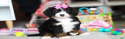 Mini Bernedoodle dogs for sale: Sky - Ad 2