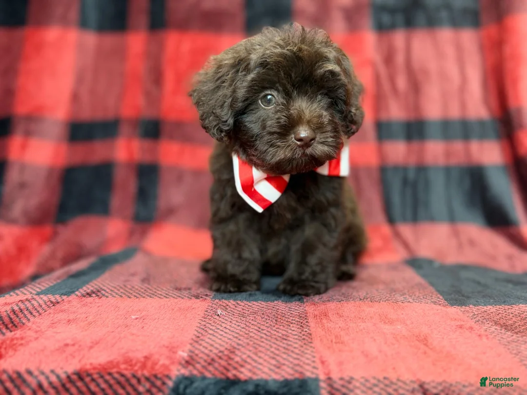 Shihpoo dogs for sale: Bryant - Ad 9