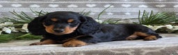 Miniature Dachshund dogs for sale: Donny - Ad 3