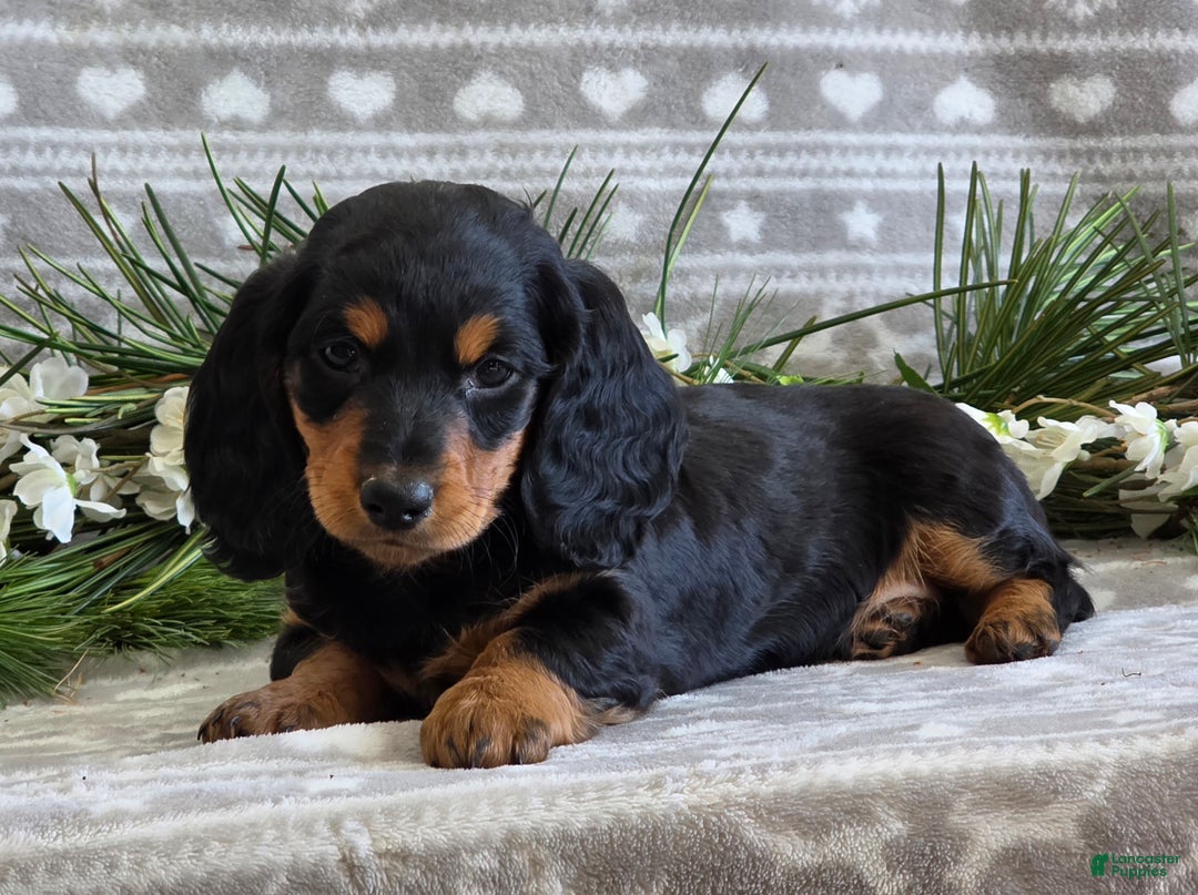 Miniature Dachshund dogs for sale: Donny - Ad 3