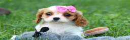 Cavalier King Charles Spaniel dogs for sale:   Nellie🌸 - Ad 7