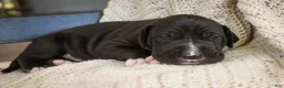 Great Dane dogs for sale: Stetson - Ad 1