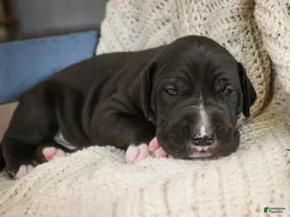 Great Dane dogs for sale: Stetson - Ad 2