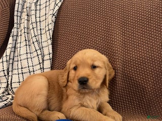 Golden Retriever dogs - Ad 7