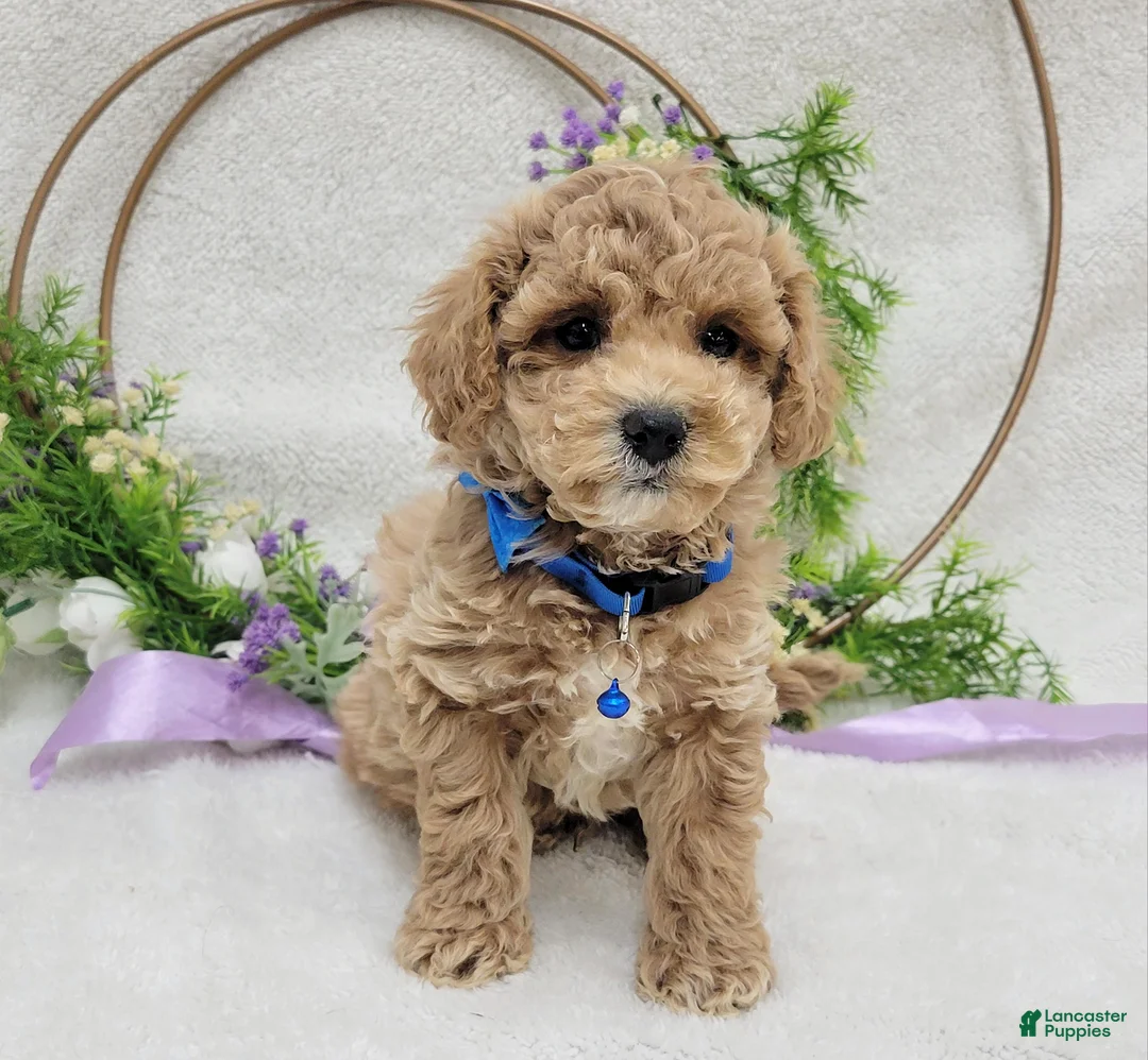 Maltipoo dogs for sale: Benji - Ad 7