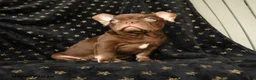 French Bulldog dogs for sale: Rocky - Ad 5