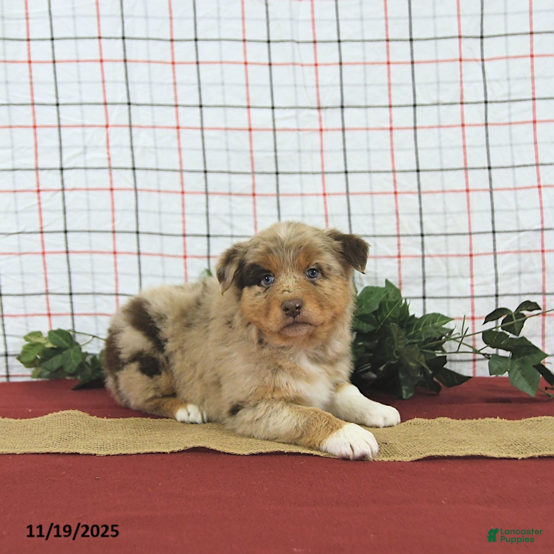 Australian Shepherd dogs for sale: Jingle  - Ad 9