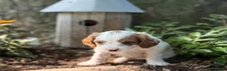 Cavapoo dogs for sale: Casper  - Ad 3