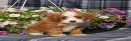 Cavapoo dogs for sale: BJs Wayne - Ad 4