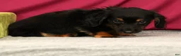 Miniature Dachshund dogs for sale: Snickers - Ad 5
