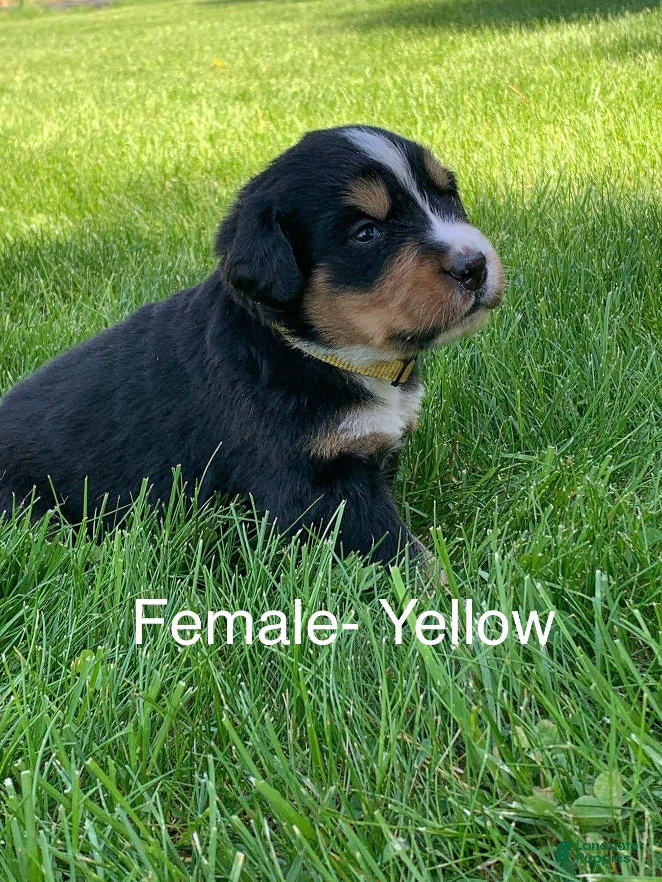 Bernese Mountain Dog dogs Bernese Mountain Dog Puppy 10 - Ad 6
