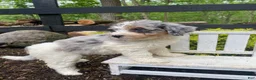 Bernedoodle dogs for sale: Lucy - Ad 10