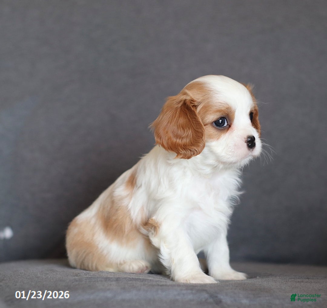 Cavalier King Charles Spaniel dogs for sale: Isaiah - Ad 4