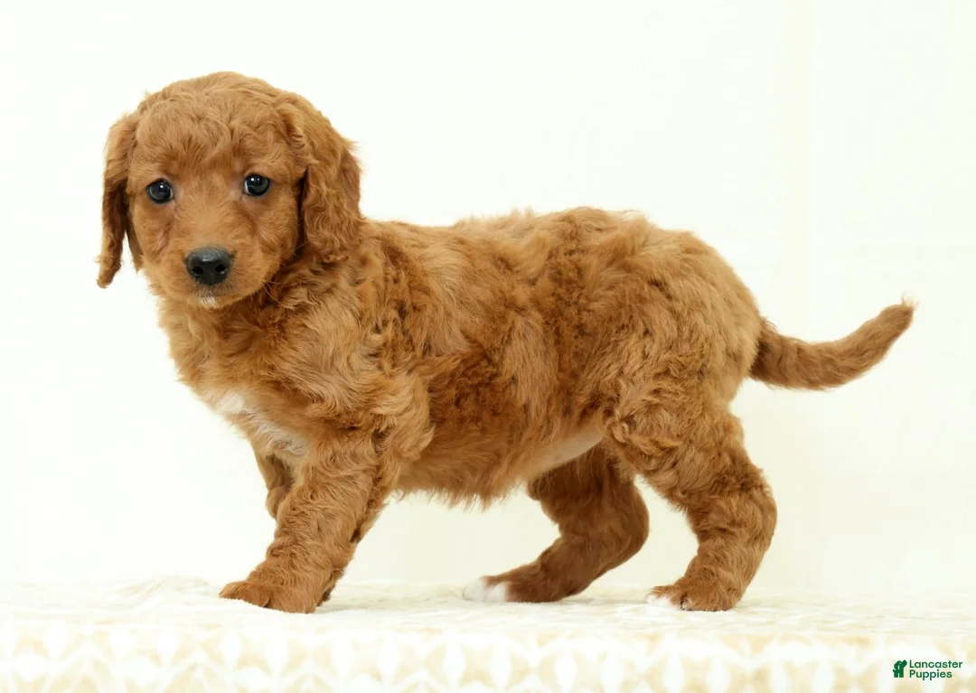 Mini Goldendoodle dogs for sale: Lacey - Ad 1