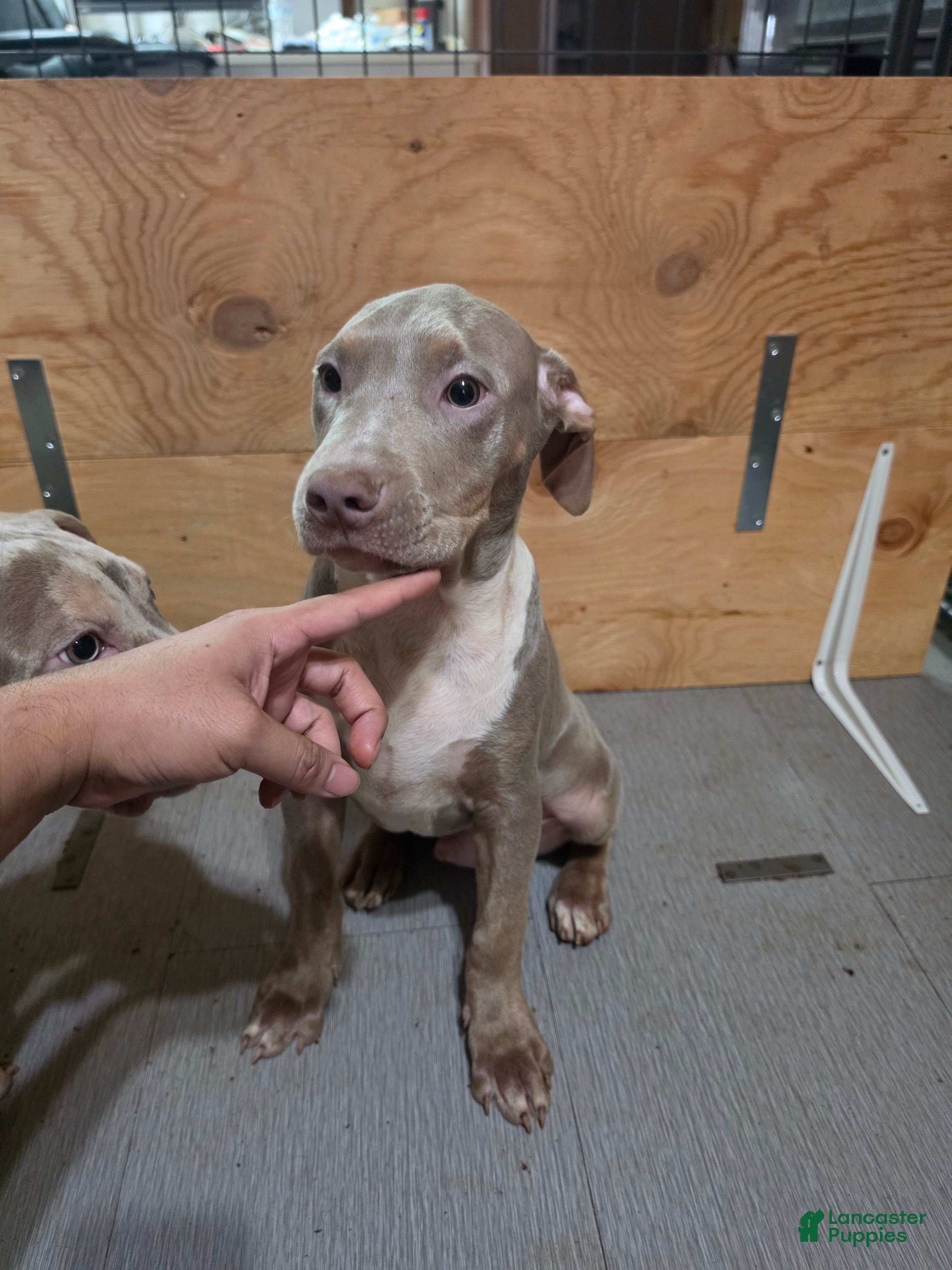 American Bully dogs American Bully 2 Male - Ad 2