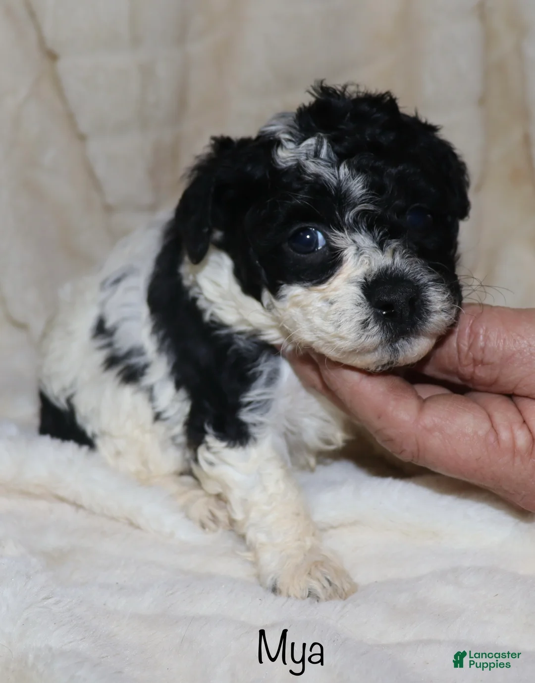 Toy Poodle dogs for sale: Mya - Ad 7