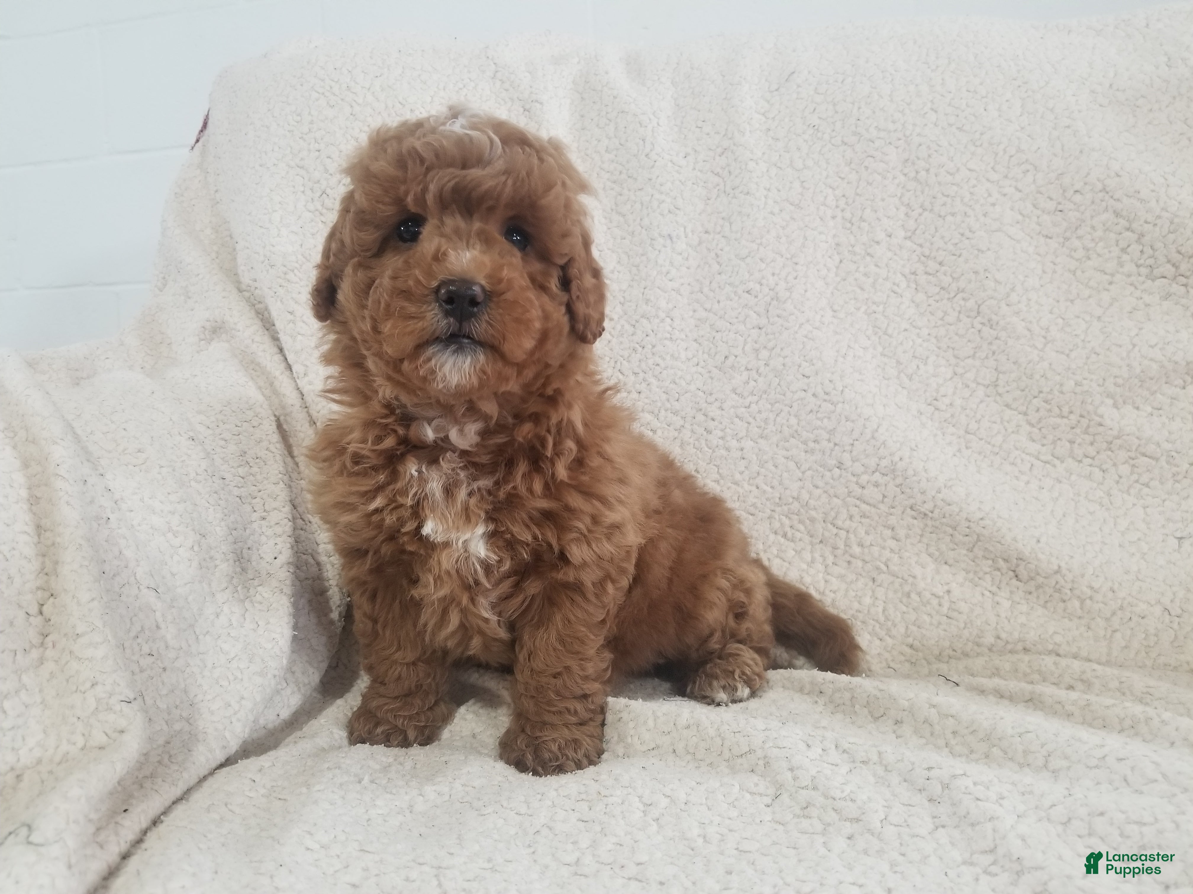 Mini Goldendoodle dogs Mini Goldendoodle Puppy 4 - Ad 23