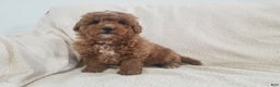 Mini Goldendoodle dogs for sale: Mini Goldendoodle Puppy 4 - Ad 1