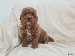 Mini Goldendoodle dogs Mini Goldendoodle Puppy 4 - Ad 23