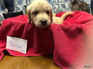 Golden Retriever dogs Golden Retriever 4- yellow - Ad 8