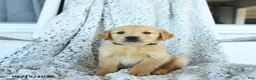 Golden Retriever dogs for sale: Grace - Ad 3