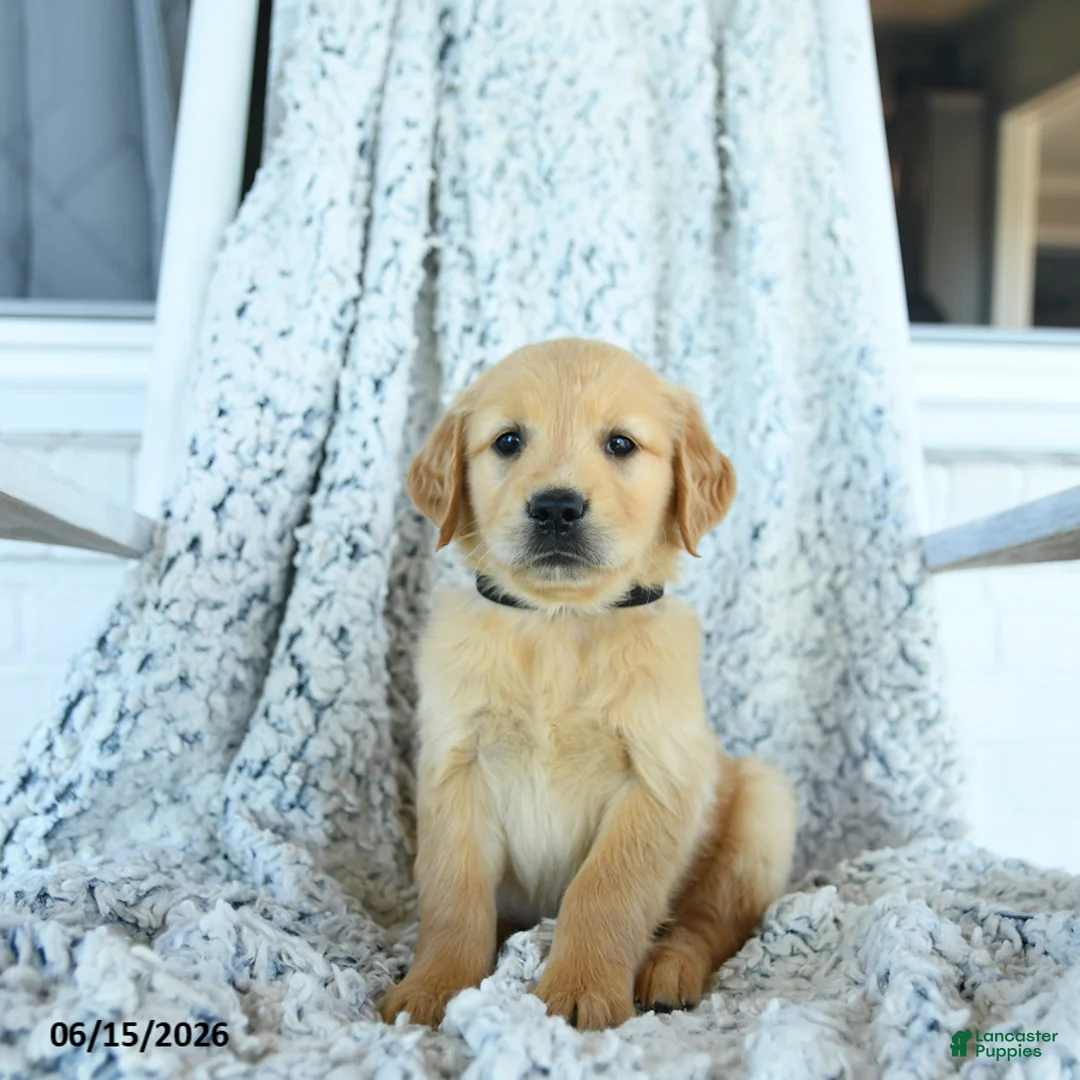 Golden Retriever dogs for sale: Grace - Ad 3