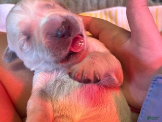 Golden Retriever dogs Male Pup 2 - Ad 28