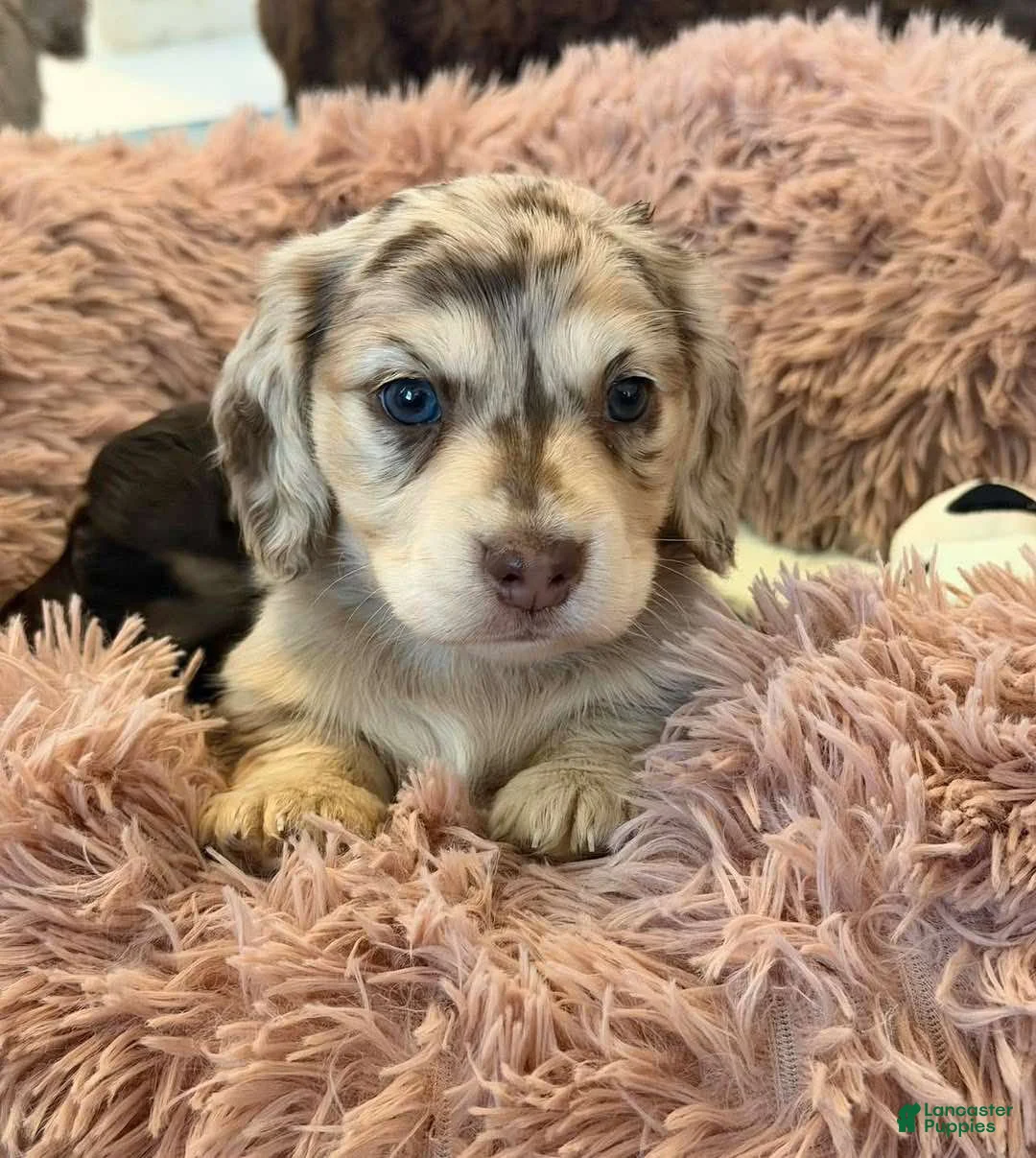 Miniature Dachshund dogs for sale: Miniature Dachshund Puppy 5 - Ad 1