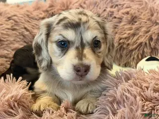 Miniature Dachshund dogs Miniature Dachshund Puppy 5 - Ad 13