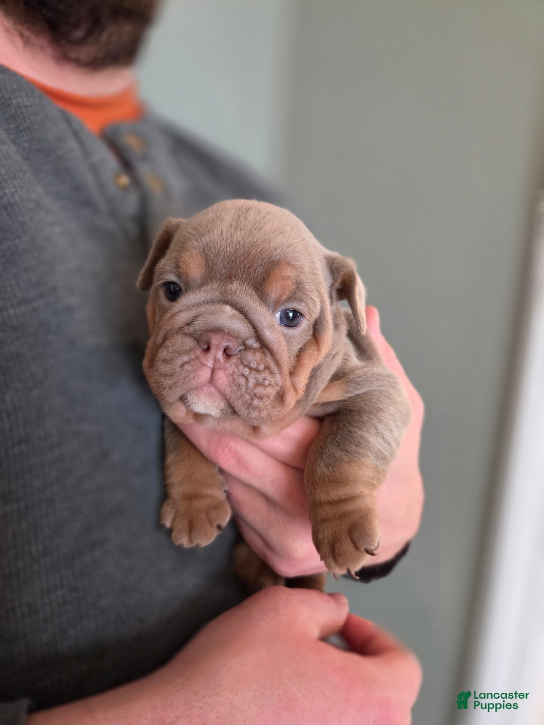 English Bulldog dogs for sale: Tiana - Ad 1