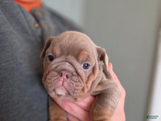 English Bulldog dogs Tiana - Ad 19