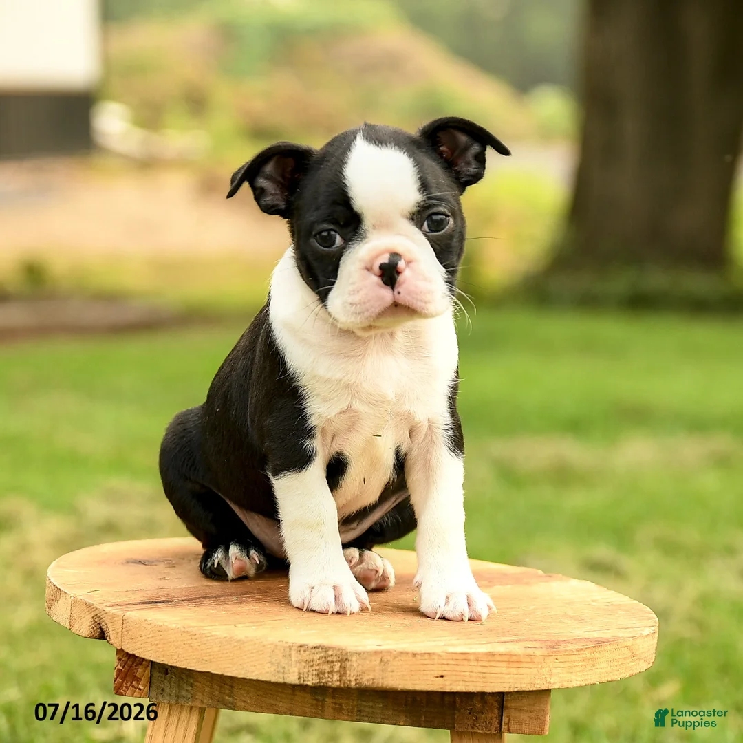 Boston Terrier dogs for sale: Brooklyn - Ad 1