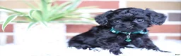 Cavapoo dogs for sale: Button - Ad 8