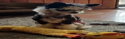 Chinese Crested dogs for sale: Chinese Crested 1 - Ad 10