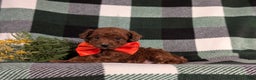 Toy Poodle dogs for sale: Cruz - Ad 4