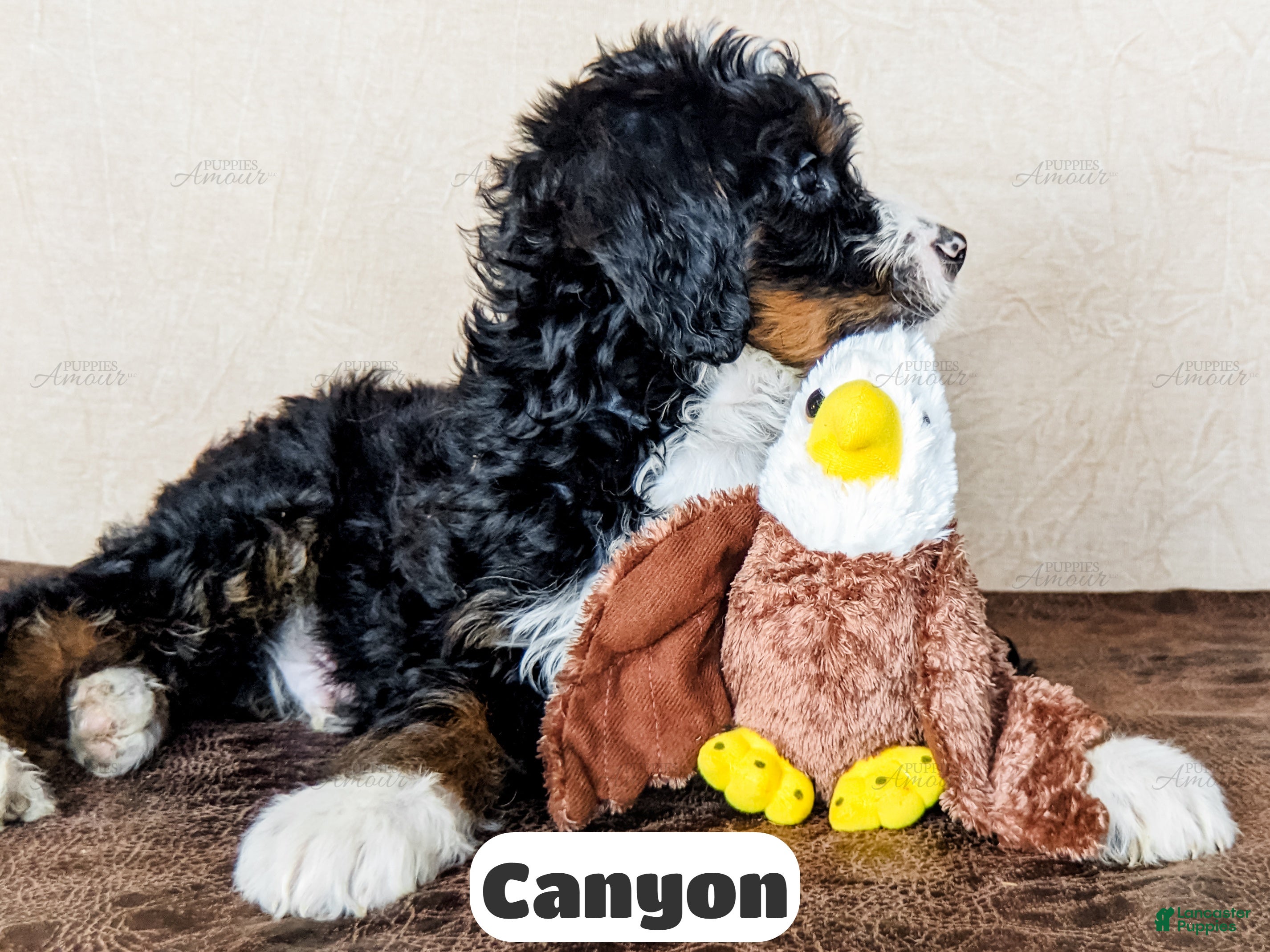 Bernedoodle dogs Canyon - Ad 2