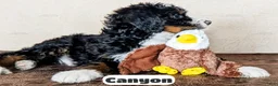 Bernedoodle dogs for sale: Canyon - Ad 2