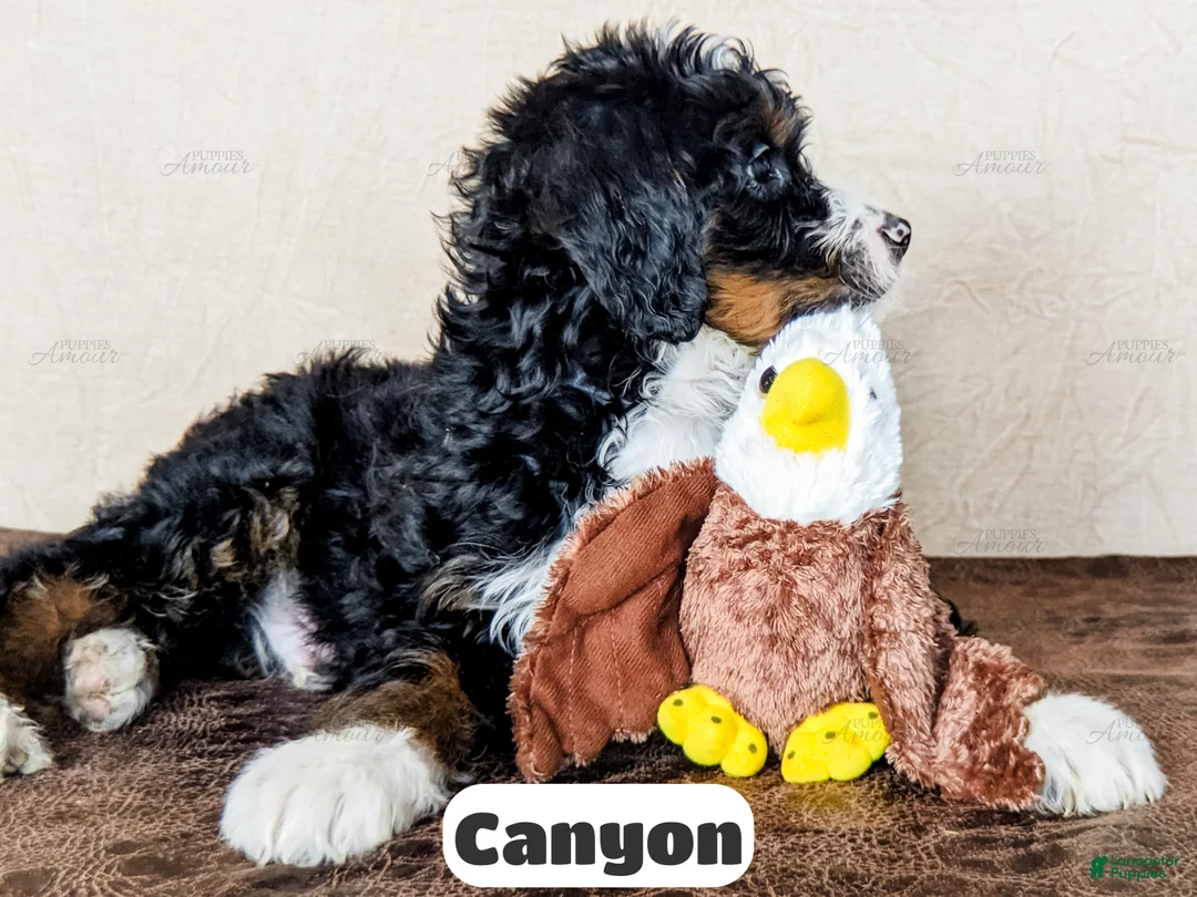 Bernedoodle dogs for sale: Canyon - Ad 2