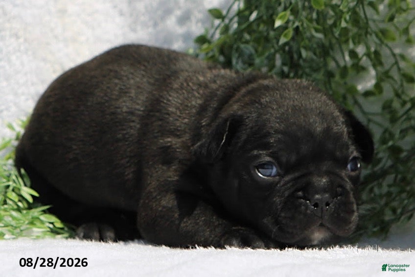 French Bulldog dogs Darcy - Ad 2