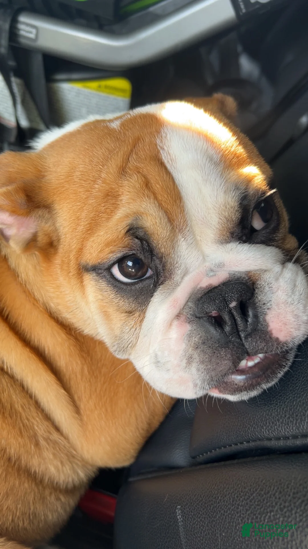 English Bulldog dogs for sale: English Bulldog 1 - Ad 2
