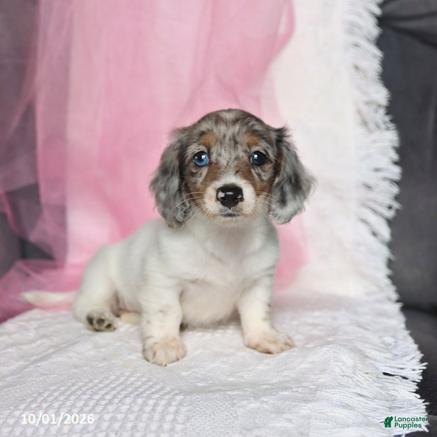 Miniature Dachshund dogs Twinkle - Ad 1