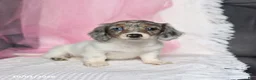Miniature Dachshund dogs for sale: Twinkle - Ad 1