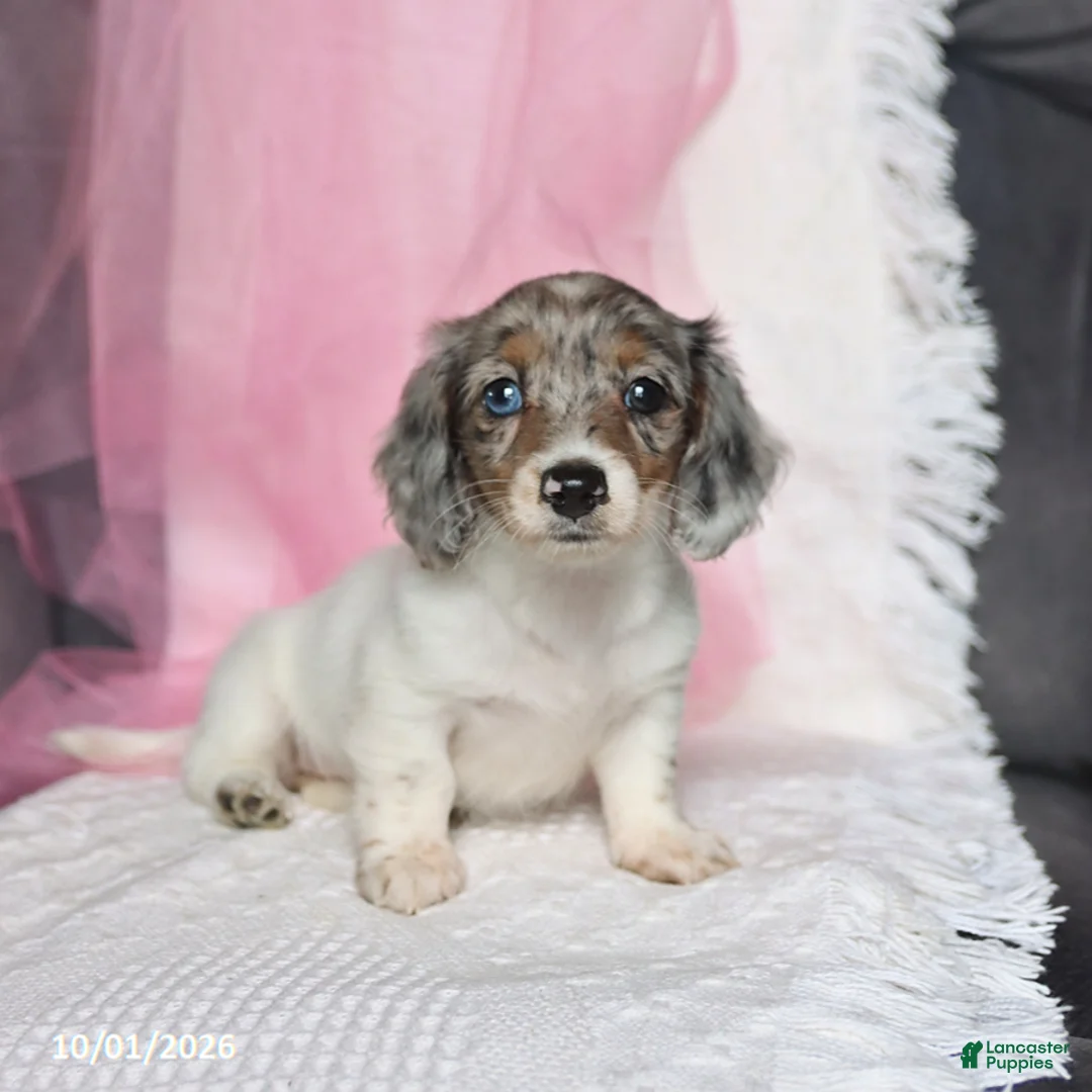 Miniature Dachshund dogs for sale: Twinkle - Ad 1