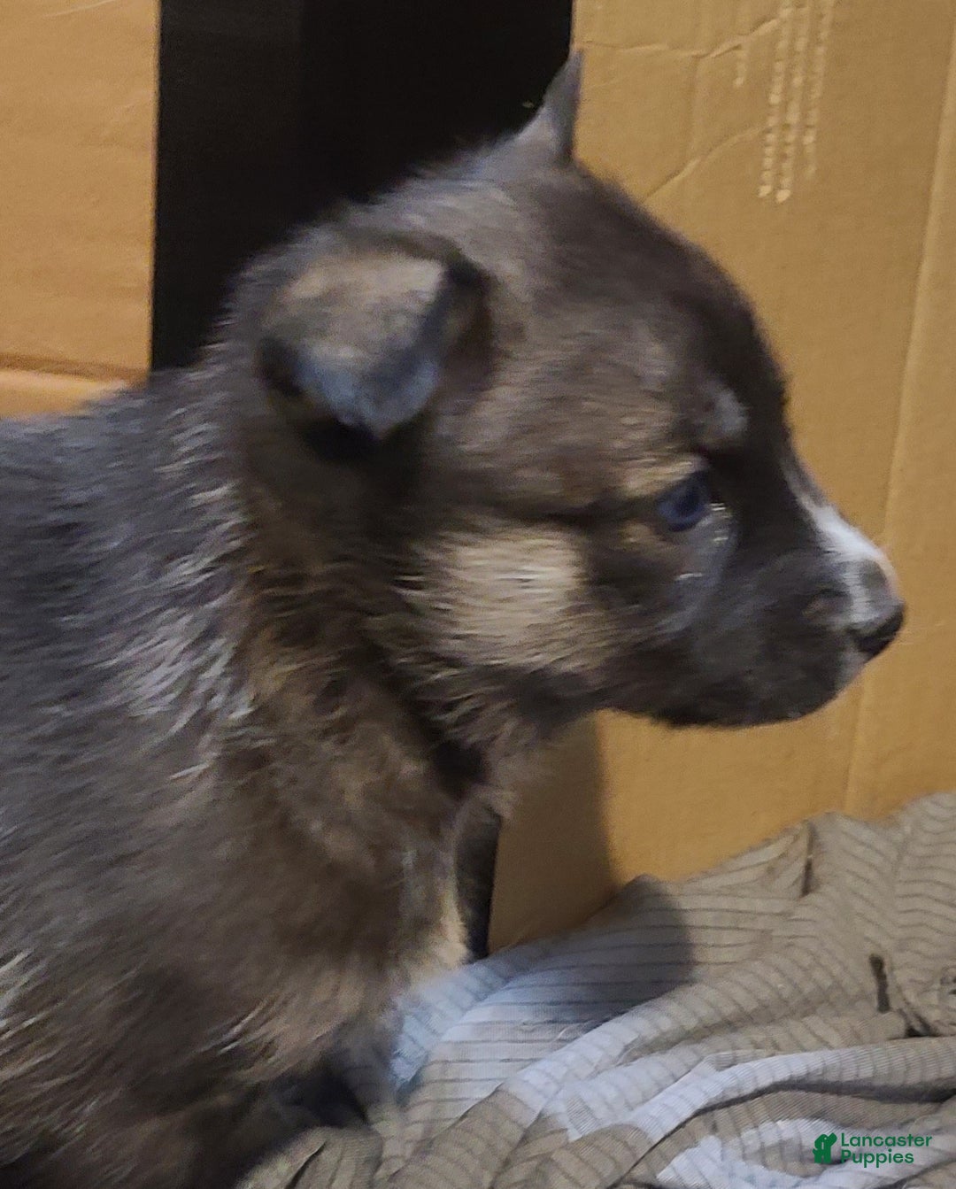 Pomsky dogs for sale: Lucky - Ad 5
